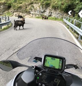 De TomTom Rider 550 weet onderweg bijna alles, maar deze loslopende berggeiten signaleerde hij nog niet.